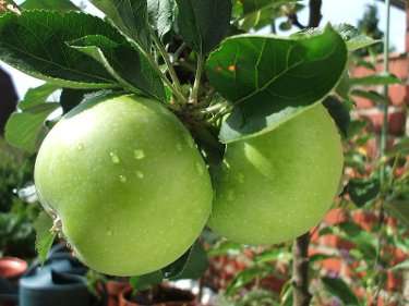 Image Credit: Fievet
Rights: Public Domain
Source: http://commons.wikimedia.org/wiki/File:Pommes_vertes.JPG Image de contact